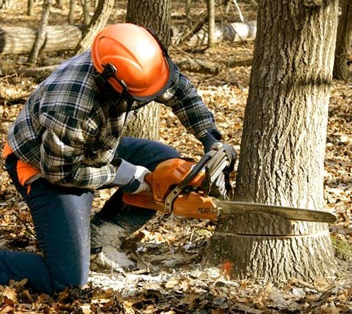 Tree Removal in Waldo, KS